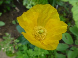   - Meconopsis cambrica