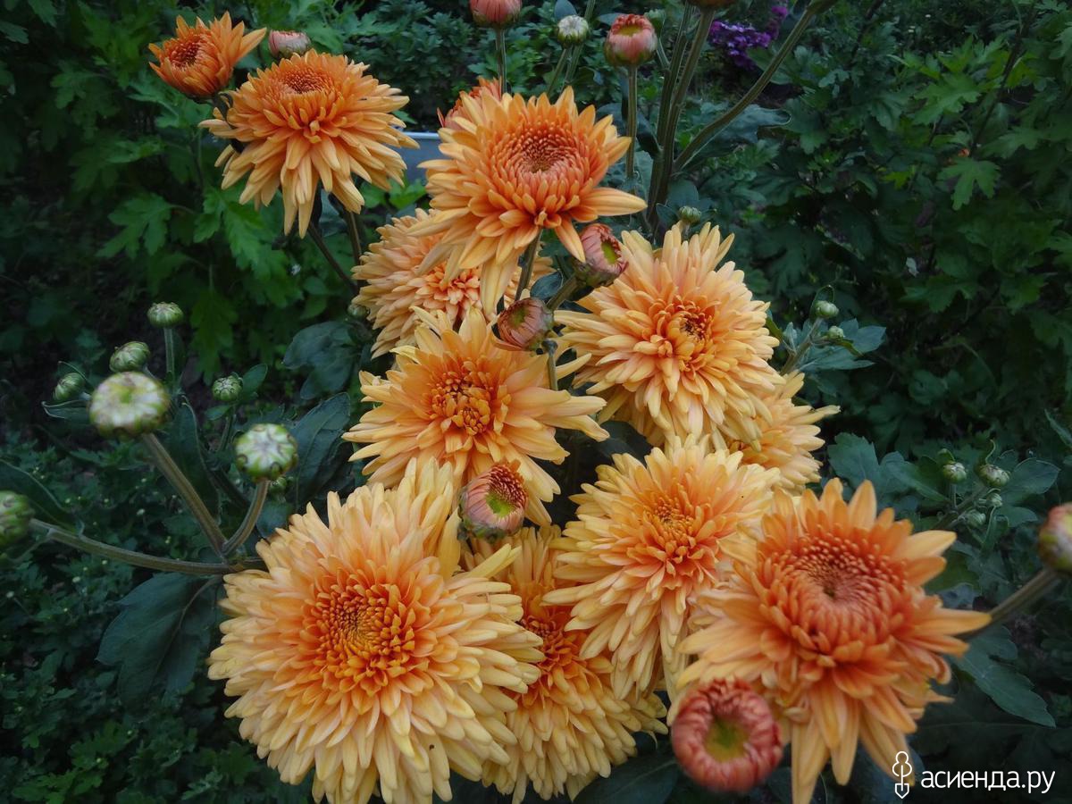 хризантема бронз