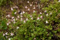   (Linnaea borealis)