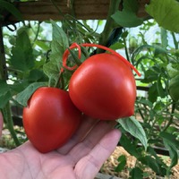 Семена томатов.