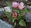   (Ranunculus calandrinioides)