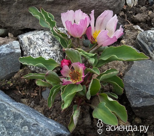   (Ranunculus calandrinioides)