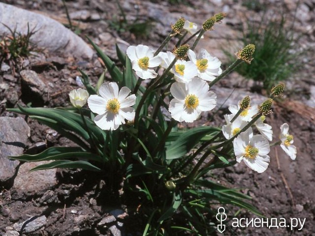   (Ranunculus pyrenaeus)