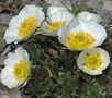   (Ranunculus sequieri)