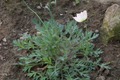  - (Papaver alboroseum)