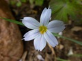     S. angustifolium - 10-15 