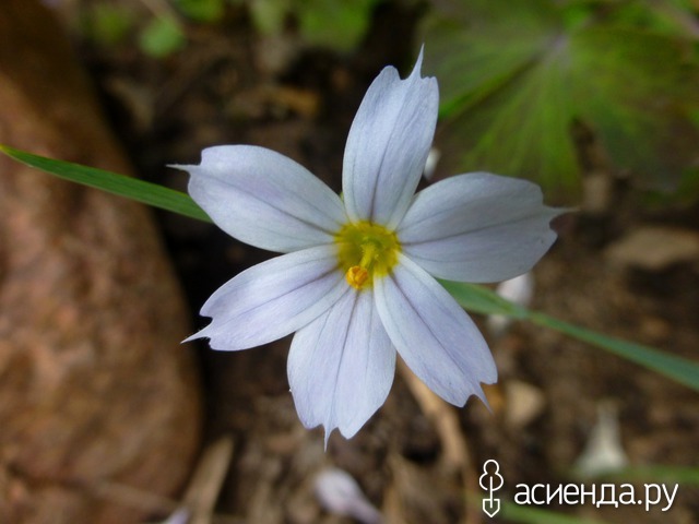     S. angustifolium - 10-15 