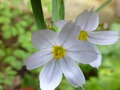     S. angustifolium - 10-15 