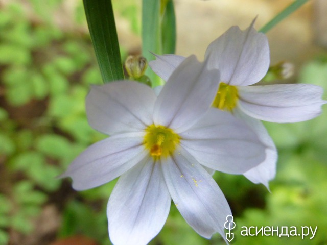     S. angustifolium - 10-15 