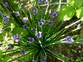    S. angustifolium  10-15 