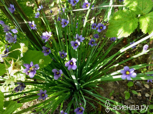    S. angustifolium  10-15 