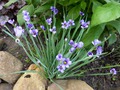   S. angustifolium  10-15 