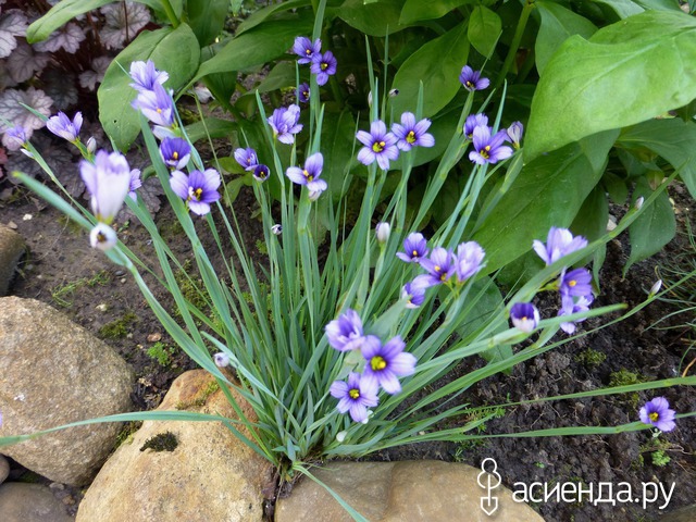    S. angustifolium  10-15 