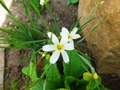    S. angustifolium  10-15 