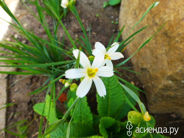    S. angustifolium  10-15 