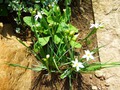    S. angustifolium  10-15 