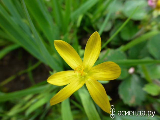    S. californicum  15-20 