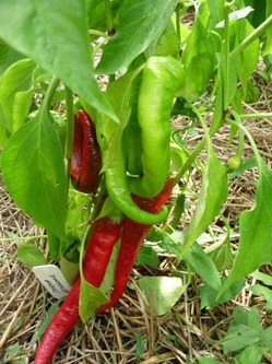Продам семена перчиков сладких и острых (Россиия, г Королев)