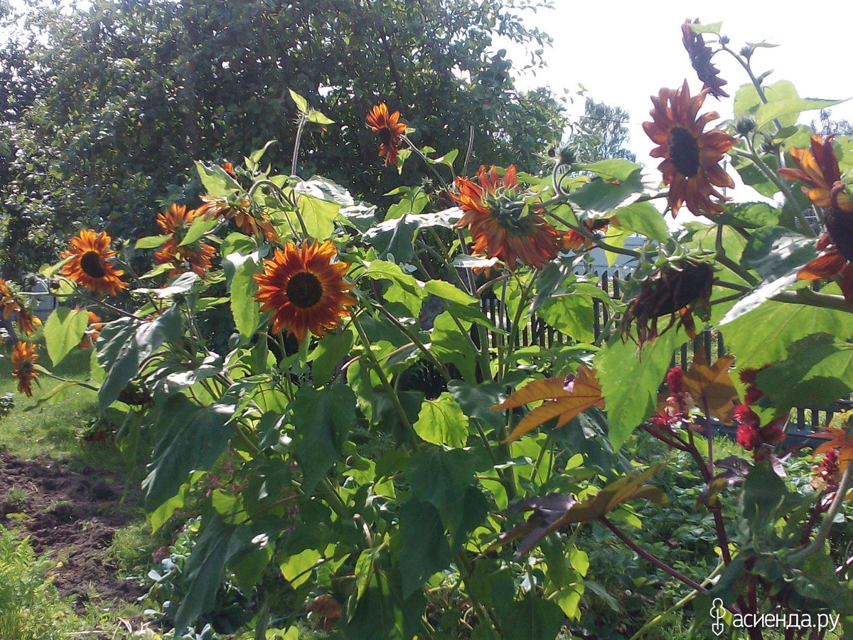 Sunflower 'Ruby Eclipse' (Helianthus annuus) Pink sunflowers, Red sunflowers, Be