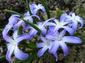      Chionodoxa luciliae