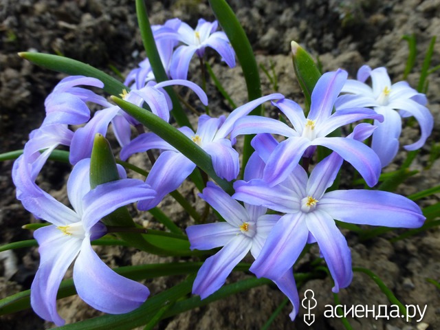      Chionodoxa luciliae