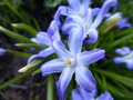      Chionodoxa luciliae