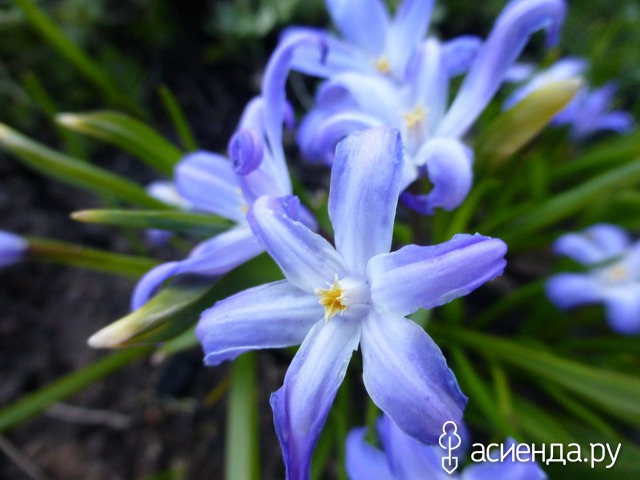      Chionodoxa luciliae