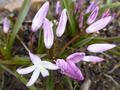     Chionodoxa luciliae  var. rosea Witte
