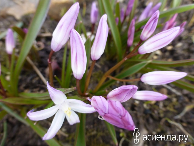     Chionodoxa luciliae  var. rosea Witte