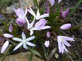     Chionodoxa luciliae  var. rosea Witte