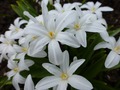     Chionodoxa luciliae f. alba hort