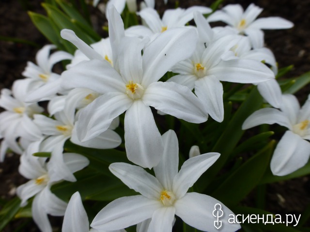     Chionodoxa luciliae f. alba hort