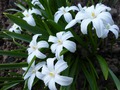     Chionodoxa luciliae f. alba hort