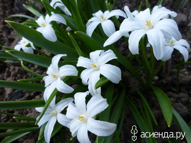     Chionodoxa luciliae f. alba hort