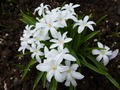     Chionodoxa luciliae f. alba hort