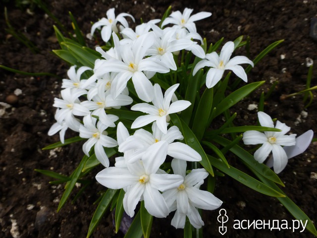     Chionodoxa luciliae f. alba hort
