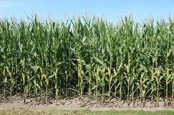 Кукуруза. Характеристика и условия произрастания.