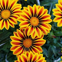 Гацания – солнечный цветок