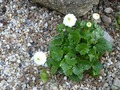   .(Ranunculus alpestris 'Flore Pleno' )