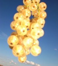 Подарок солнца