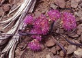 Allium platycaule