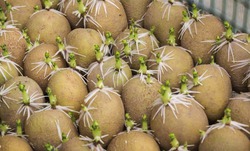 Проращивание картофеля: а нужно ли?