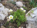    (Potentilla rupestris) 'Pygmaea'