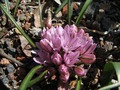 Allium cratericol