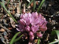 Allium cratericol