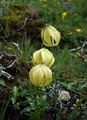  (Lilium lophophorum)
