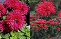  (Monarda) Pardon My 'Cerise'.