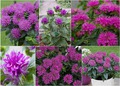   (Monarda hybride) 'Purple Lace'