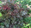  (Heuchera `Crimson Curis`)