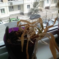 Реанимация орхидей разной степени издохлости. Необходимы советы!!!